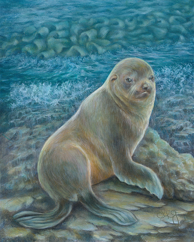 Seal at Shag Point, Otago Coast, New Zealand 11X14 inches